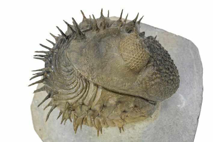 Multi-Toned Enrolled Spiny Drotops Armatus Trilobite - Morocco #356936